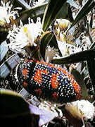 Jewel beetle