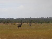 Emu