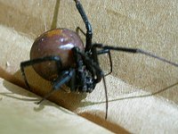 2 cm - not counting legs...