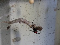 feasting on a gecko