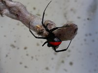 feasting on a gecko