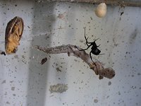 a nest with food and eggs