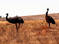 Emu