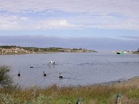 Pelican and black swans