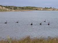Black swans