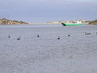 Black swans
