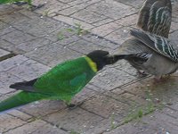 Get away from my parrot mix!