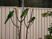 Green apples...