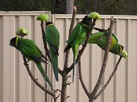 Green apples...