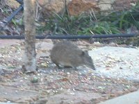 quenda