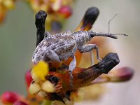 Another bug in the garden