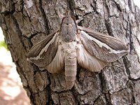 on the tree