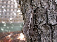 wings folded