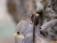 close-up