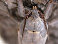 close-up