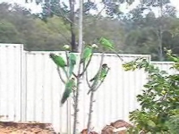 Click here to watch the video (1.2 Mb asf file)