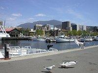 Sea gulls, Victoria Dock and Mt.Wellington