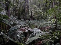 Rainforest near the cave