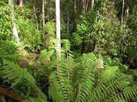 Rainforest near Thermal Springs