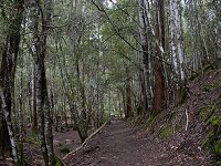 Walking trail close to the entrance - those are native cheesetrees, not the European birches