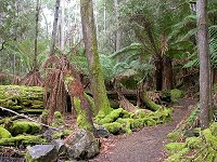 Manferns in the forest.  There was a wallaby right there, not afraid of us at all...