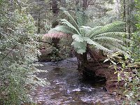 The trail goes along a very pleasant creek, where trout can be easily spotted