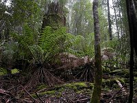 Manferns near the Tall Trees Circuit