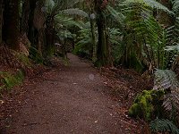 The walking trail goes fully under manferns in this part