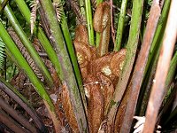 Manferns - new growth