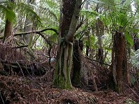 An eucalyptus growing in symbiosis with the manfern