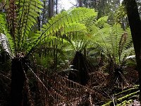 Manferns near Horseshoe Falls