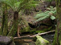 Walking trail following the creek