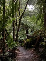 Walking trail following the creek