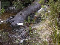 A tree in Hugel River