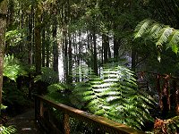 A walk to Nelson Falls