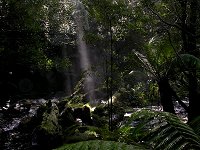 Sun shining through the forest canopy, 50 m from the waterfall