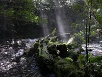 Sun shining through the forest canopy, 50 m from the waterfall