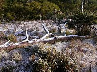 Enchanated Walk - snow