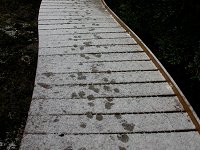 Animals' tracks