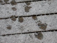 Animals' tracks