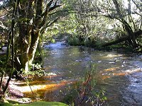 Enchanated Walk - creek