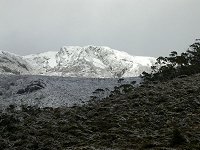 Eucalyptuses under snow