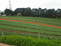 Tulip Farm