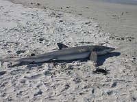 A shark on Redbill Beach