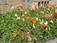 Poppies outside the Conservatory