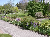 Irises