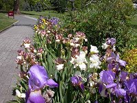 Irises