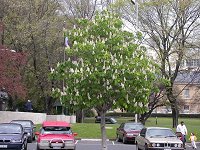 A Chestnut tree at Salamanca