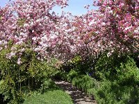 Apple trees in Princes Park