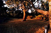 Kings Park at sunset